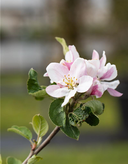 Malus domestica Ecolette