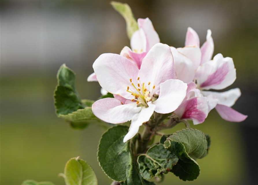 Malus domestica Ecolette