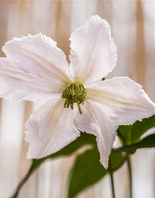 Clematis John Paul II