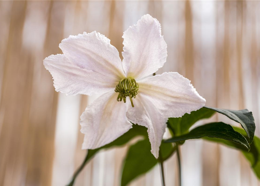 Clematis John Paul II