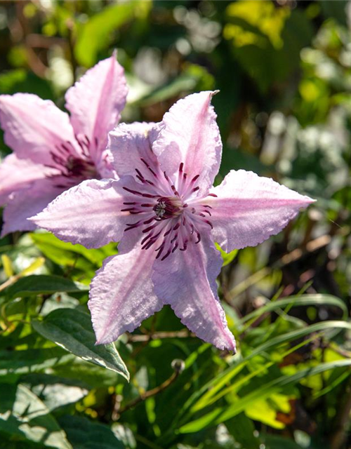 Clematis John Paul II