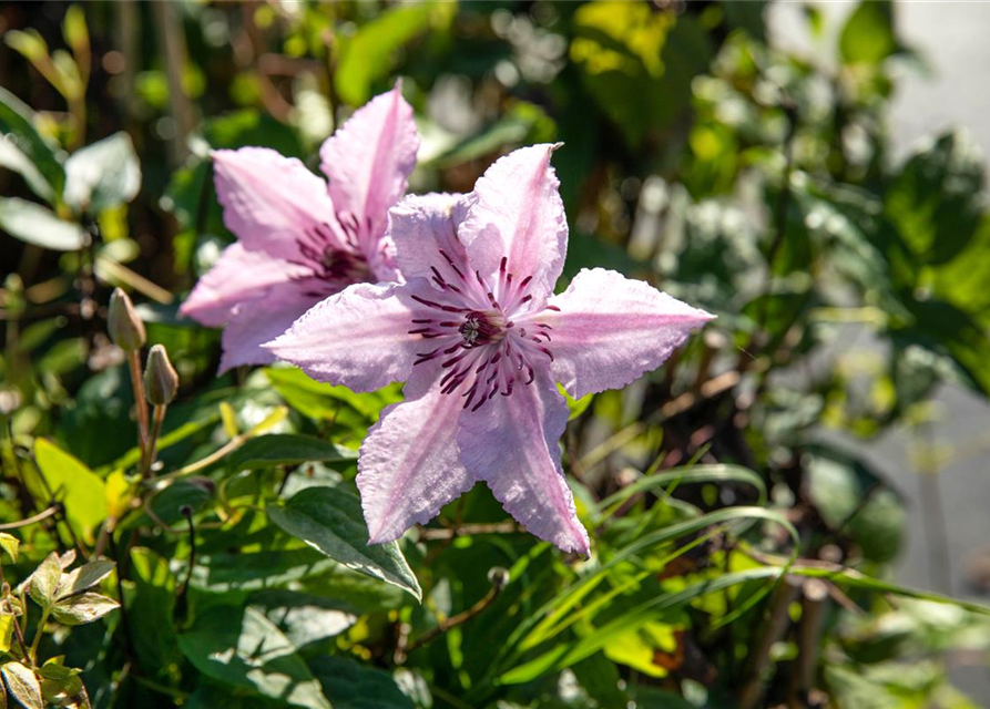 Clematis John Paul II