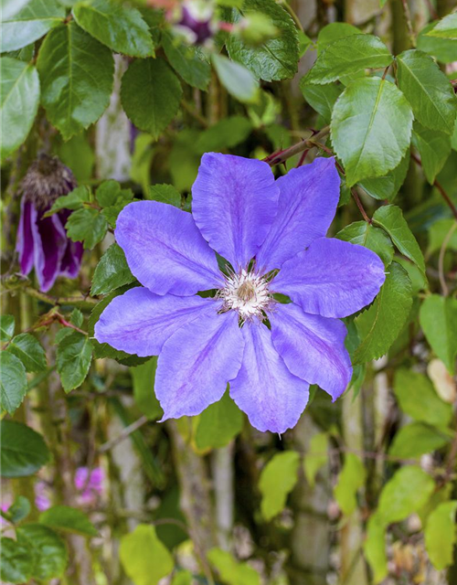 Clematis Königskind