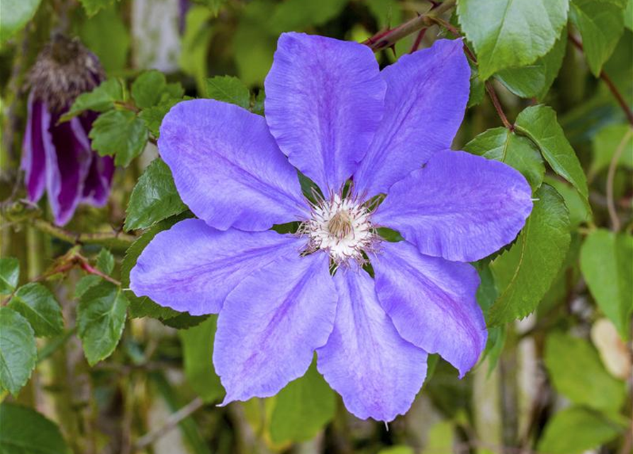 Clematis Königskind