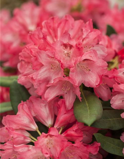 Rhododendron yakushimanum Sneezy