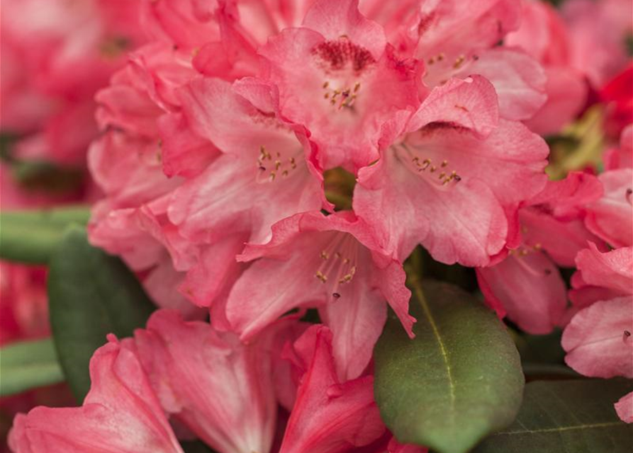 Rhododendron yakushimanum Sneezy