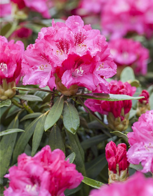 Rhododendron yakushimanum Sneezy