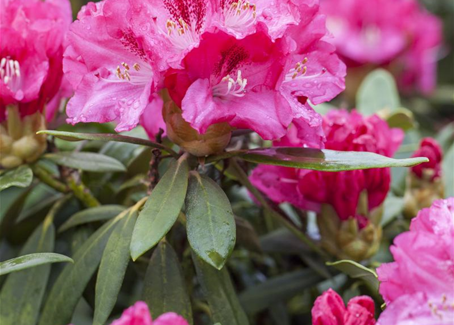 Rhododendron yakushimanum Sneezy