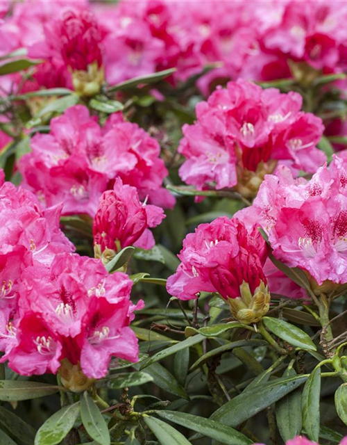 Rhododendron yakushimanum Sneezy