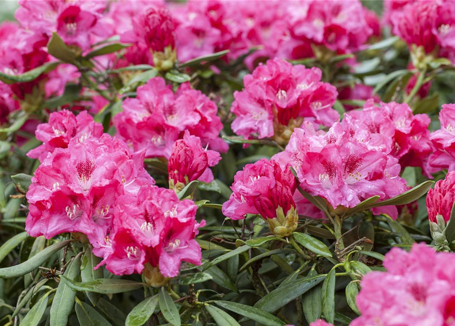 Rhododendron yakushimanum Sneezy