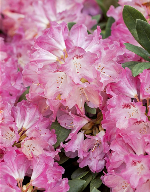 Rhododendron yakushimanum Sneezy