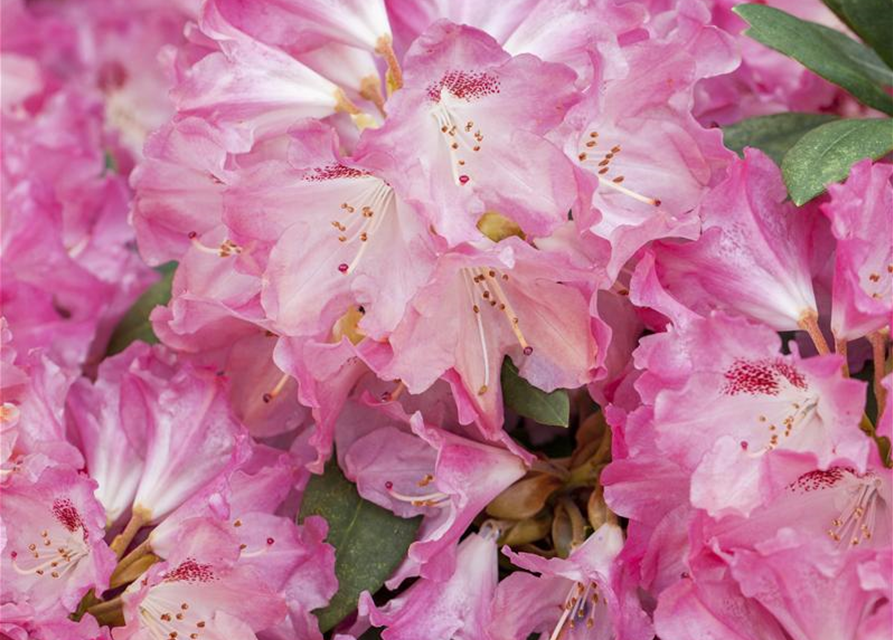 Rhododendron yakushimanum Sneezy