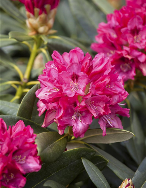 Rhododendron yakushimanum Sneezy