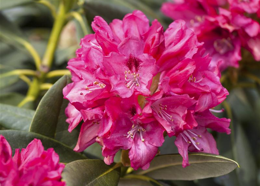 Rhododendron yakushimanum Sneezy