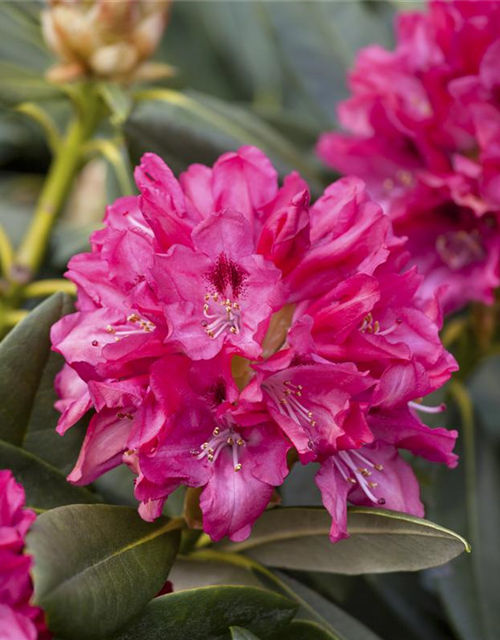 Rhododendron yakushimanum Sneezy