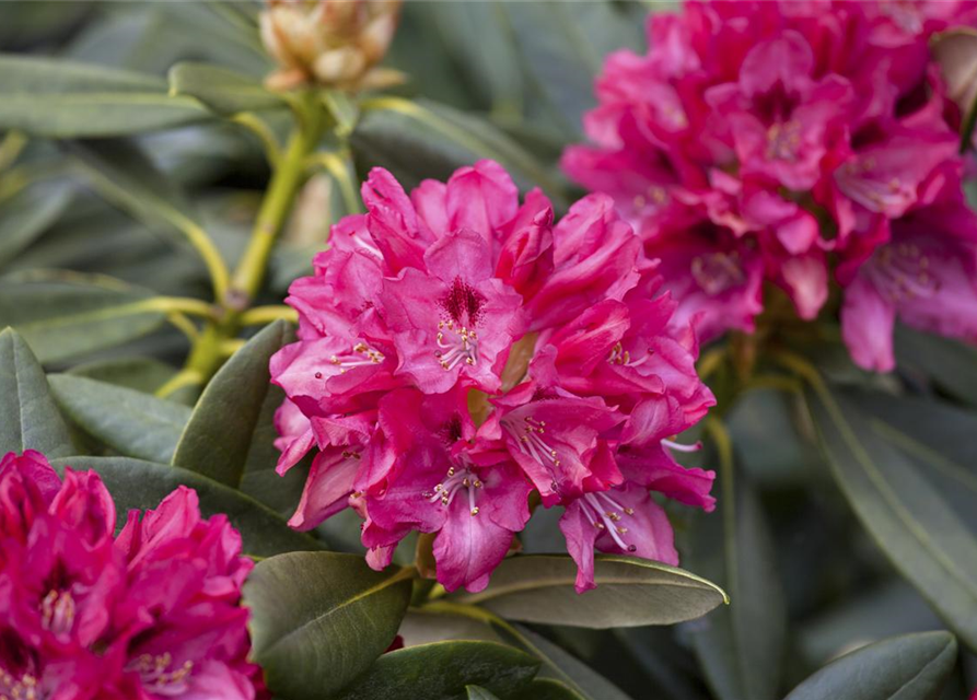 Rhododendron yakushimanum Sneezy