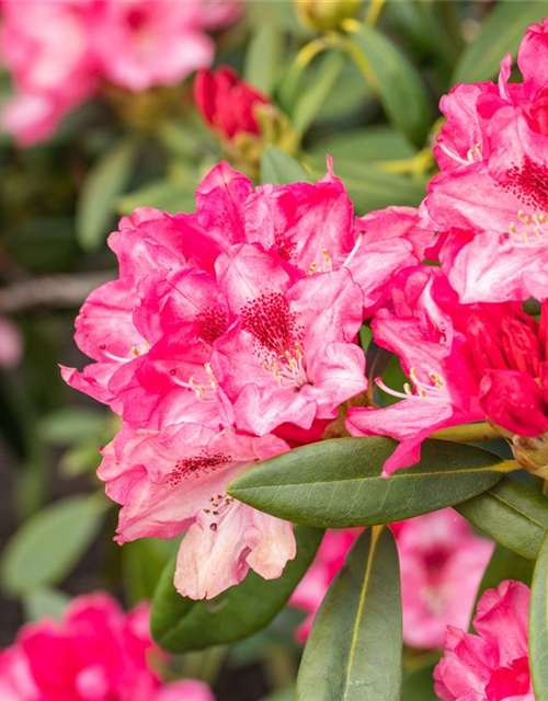 Rhododendron yakushimanum Sneezy