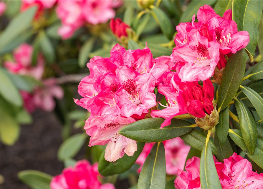 Rhododendron yakushimanum Sneezy