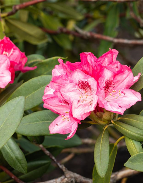 Rhododendron yakushimanum Sneezy