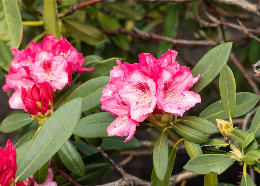 Rhododendron yakushimanum Sneezy