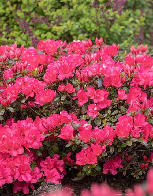 Rhododendron yakushimanum Sneezy