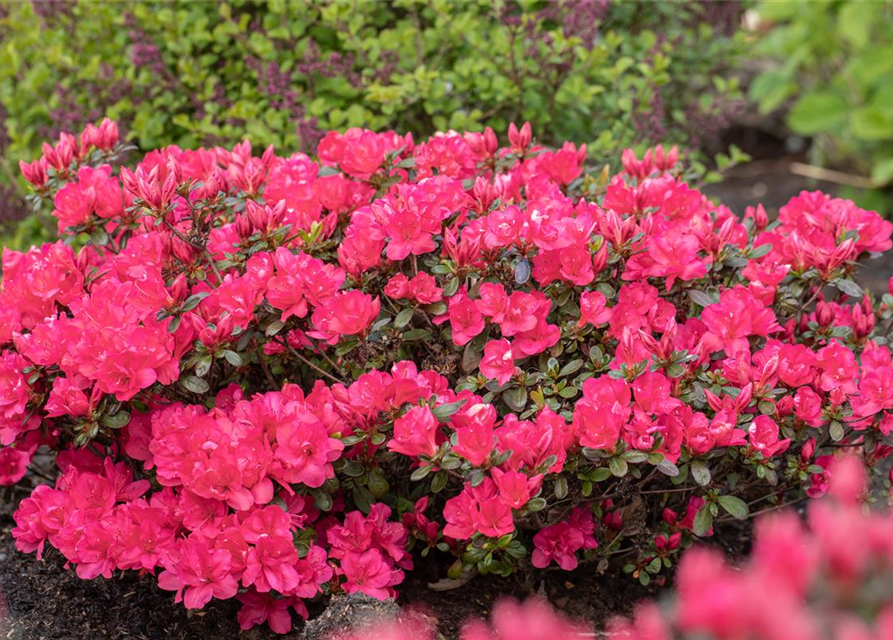 Rhododendron yakushimanum Sneezy