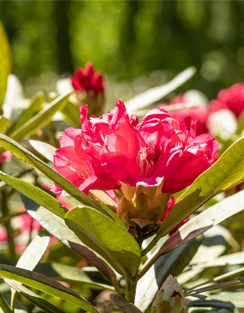 Rhododendron yakushimanum Sneezy