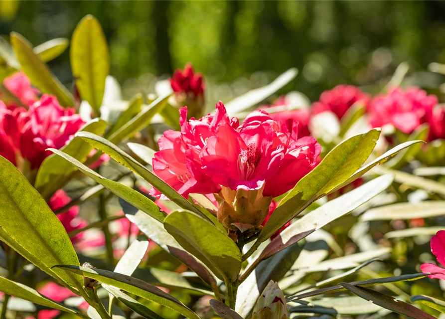 Rhododendron yakushimanum Sneezy