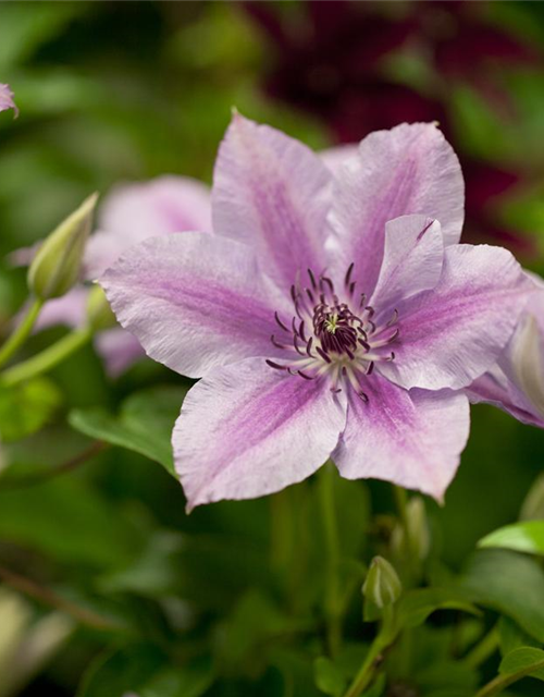 Clematis Nelly Moser