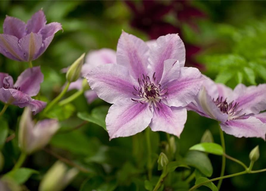 Clematis Nelly Moser