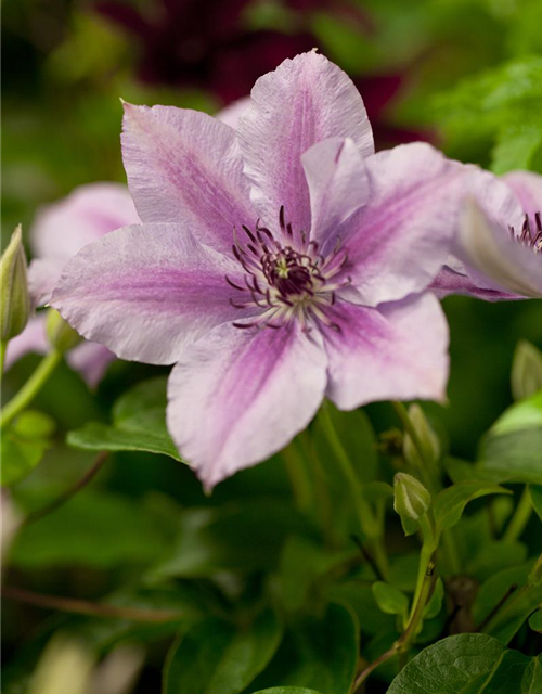 Clematis Nelly Moser