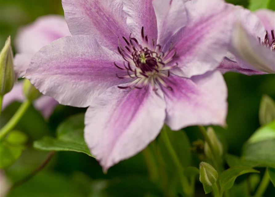 Clematis Nelly Moser