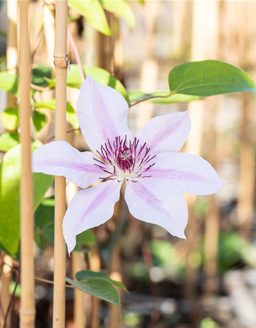 Clematis Nelly Moser