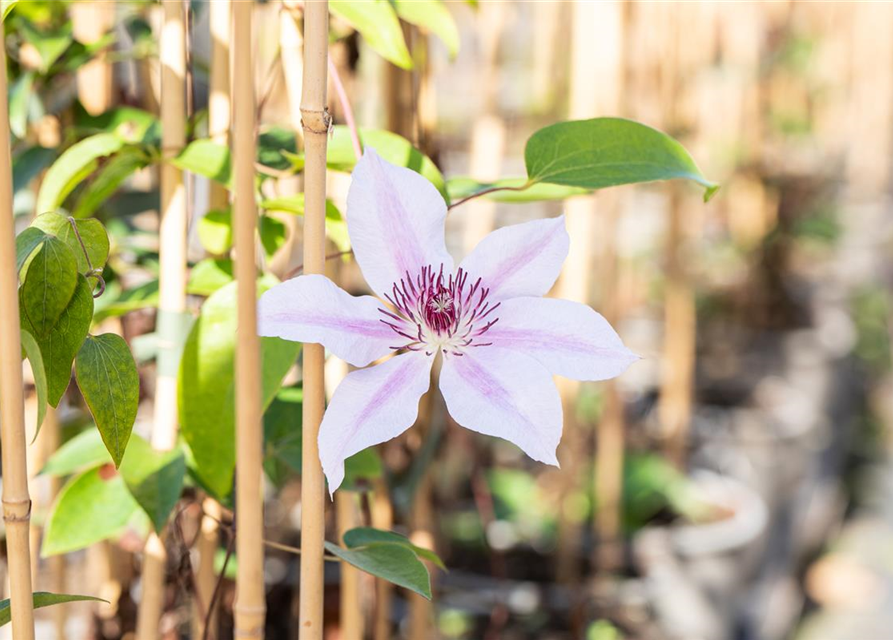 Clematis Nelly Moser