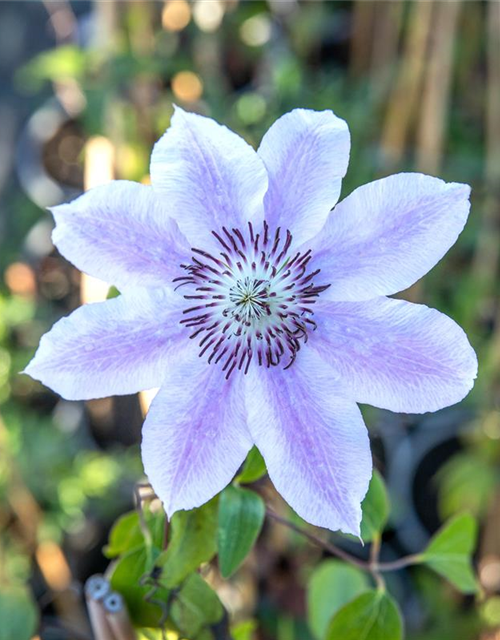 Clematis Nelly Moser