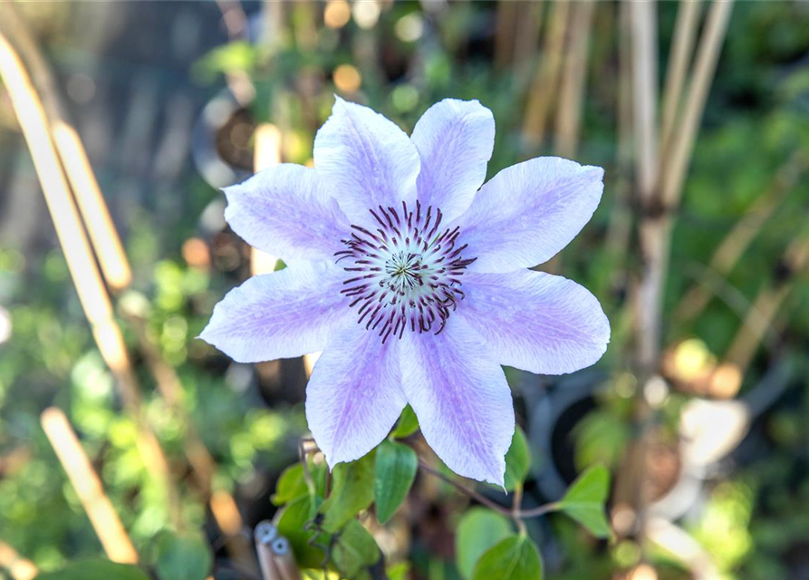 Clematis Nelly Moser