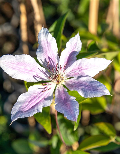 Clematis Nelly Moser