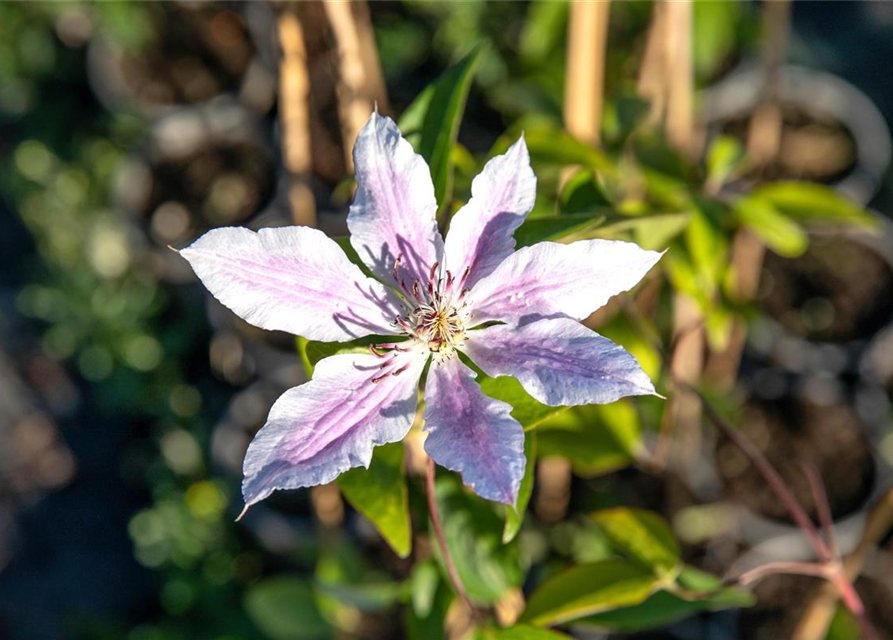 Clematis Nelly Moser