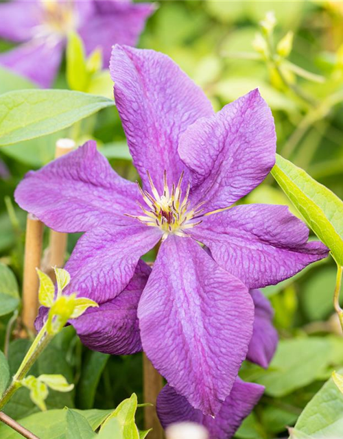 Clematis Viticella Polish Spirit