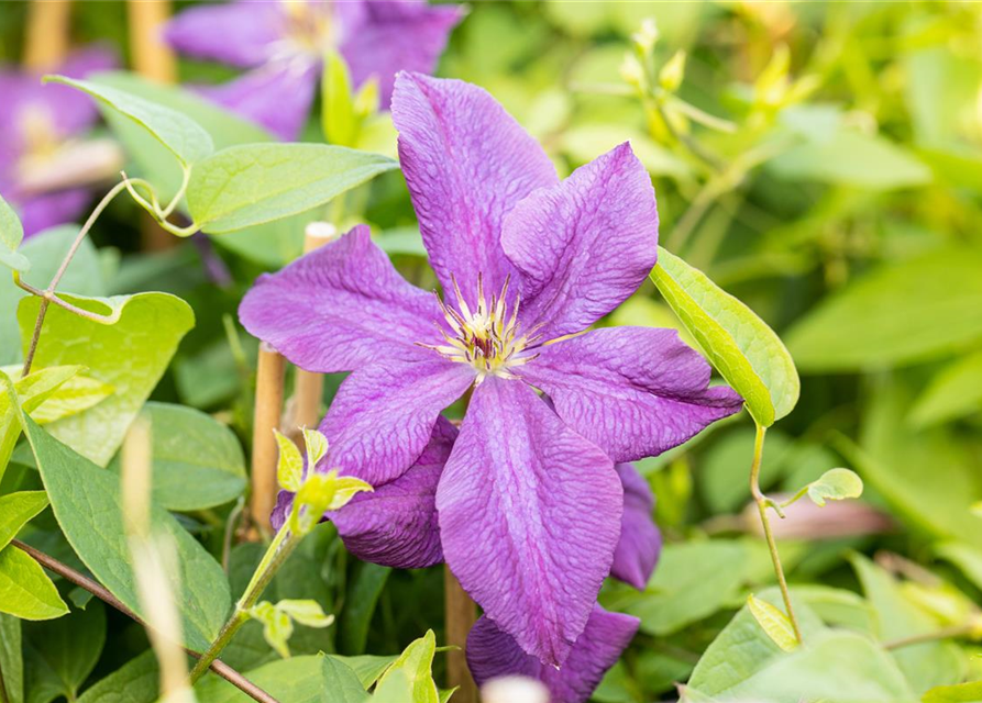 Clematis Viticella Polish Spirit