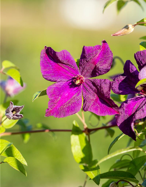 Clematis Viticella Polish Spirit