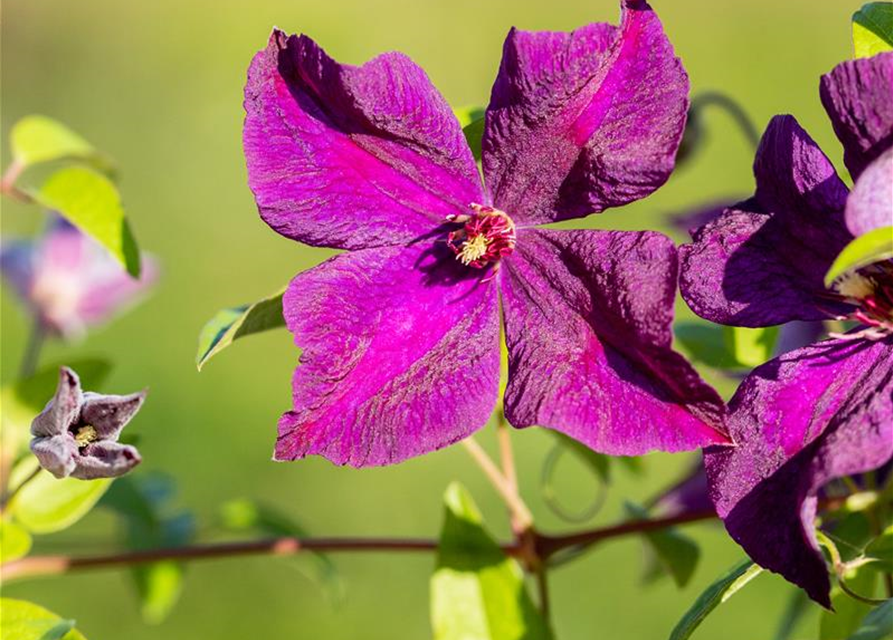 Clematis Viticella Polish Spirit