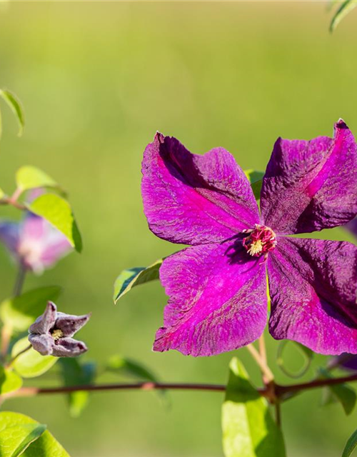 Clematis Viticella Polish Spirit