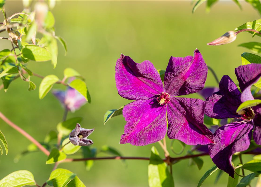 Clematis Viticella Polish Spirit