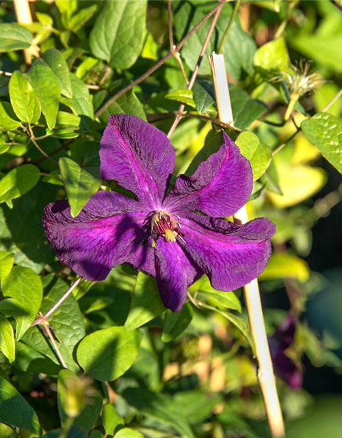 Clematis Viticella Polish Spirit