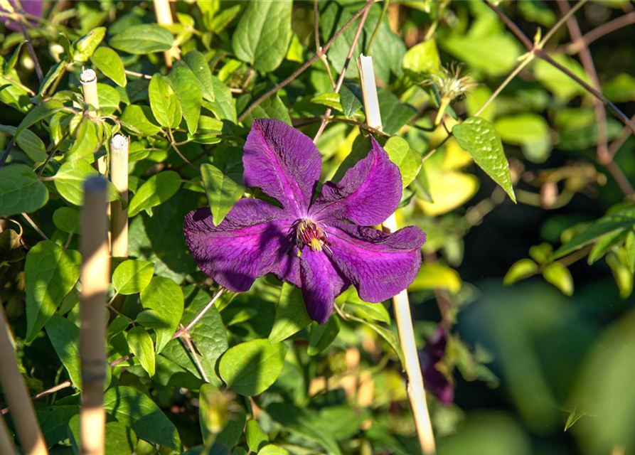 Clematis Viticella Polish Spirit