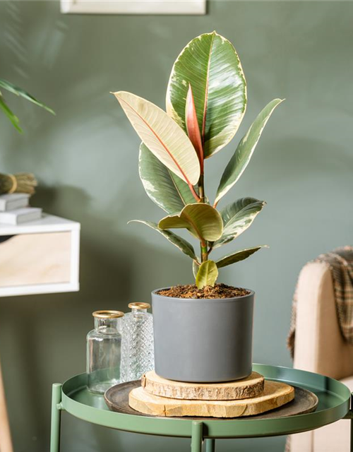 Ficus elastica Tineke