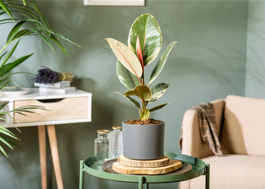 Ficus elastica Tineke