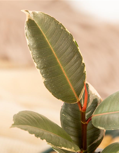 Ficus elastica Tineke