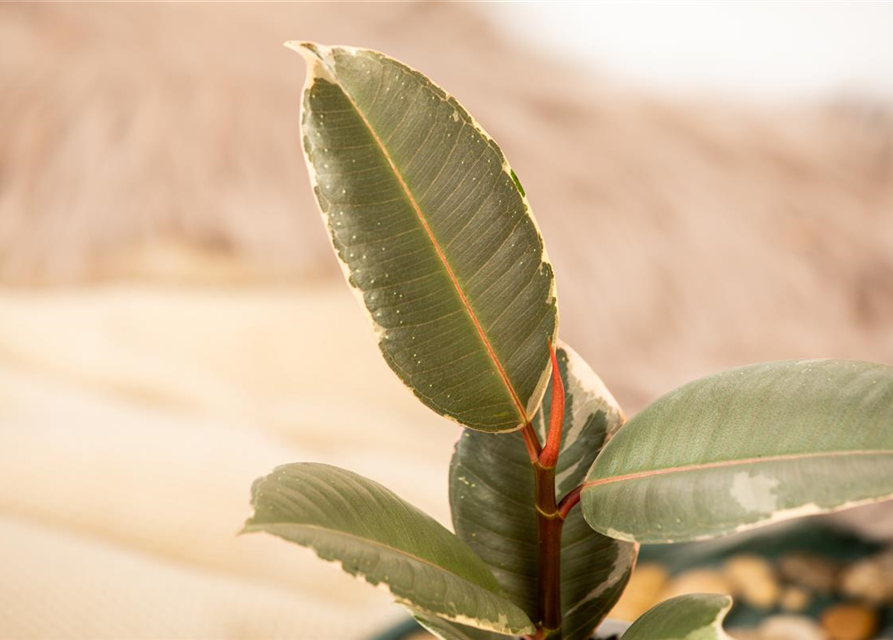 Ficus elastica Tineke